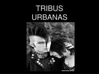 TRIBUS URBANAS