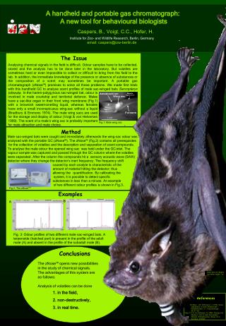Male sac-winged bats were caught and immediately afterwards the wing-sac odour was