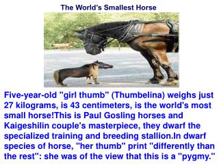 The World’s Smallest Horse