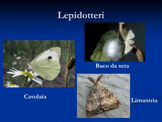 Lepidotteri