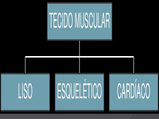 Origem do tecido muscular: mesodérmica