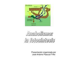 Anabolismo: la fotosíntesis