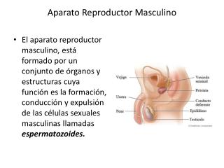 Aparato Reproductor Masculino