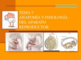 TEMA 7: ANATOMÍA Y FISIOLOGÍA DEL APARATO REPRODUCTOR