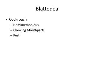 Blattodea