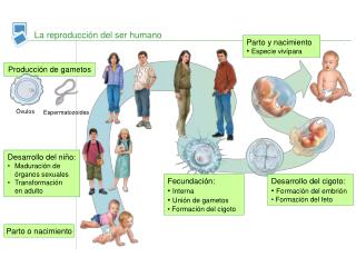 La reproducción del ser humano