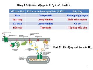 Bảng 5. Một số tác động của PIP 2 ở mô bào đích