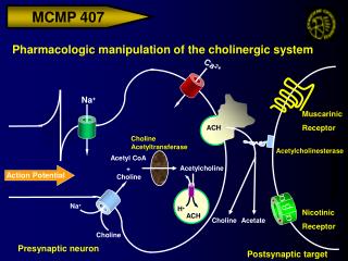 Action Potential