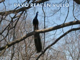 PAVO REAL EN VUELO