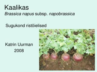 Kaalikas Brassica napus subsp. napobrassica Sugukond ristõielised