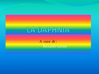 LA DAPHNIA