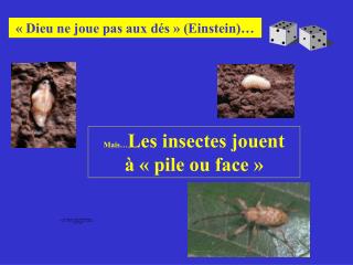 Mais… Les insectes jouent à « pile ou face »