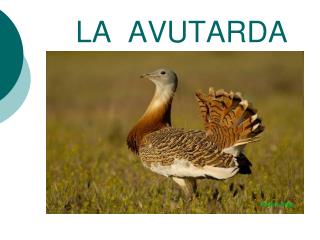 LA AVUTARDA