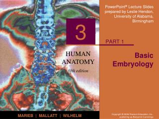 Basic Embryology