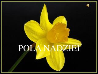 POLA NADZIEI