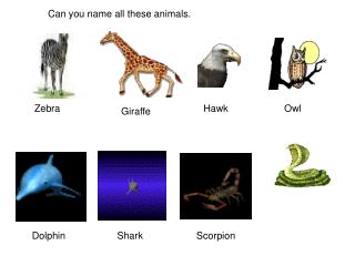 Can you name all these animals.