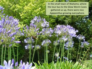 Agapanthus grow in purple and white—they are very nice.