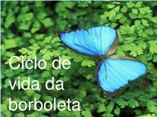 Ciclo de vida da borboleta