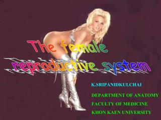 The female reproductive system
