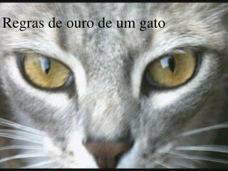 Regras de ouro de um gato