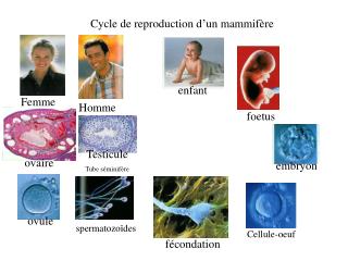 Cycle de reproduction d’un mammifère