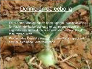 Definición de cebolla