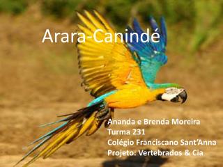Arara-Canindé