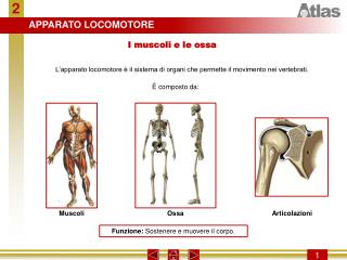 APPARATO LOCOMOTORE