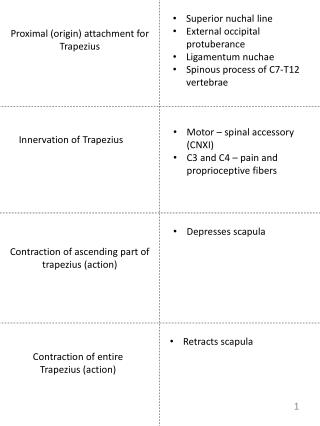 Proximal (origin) attachment for Trapezius