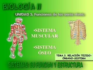 TEMA 3. RELACIÓN TEJIDO-ÓRGANO-SISTEMA