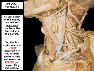 CERVICAL TRIANGLES
