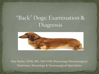 “Back” Dogs: Examination &amp; Diagnosis