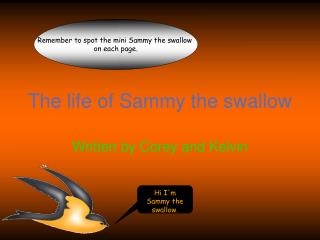 The life of Sammy the swallow