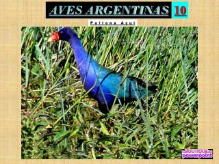 AVES ARGENTINAS