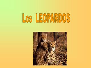 Los LEOPARDOS