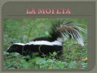 LA MOFETA