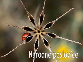 Narodne poslovice