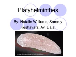 Platyhelminthes