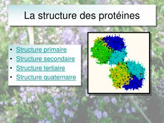 La structure des protéines