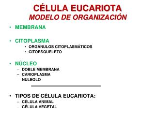CÉLULA EUCARIOTA MODELO DE ORGANIZACIÓN