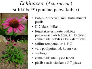 Echinacea ( Asteraceae ) siilikübar * (punane päevakübar)