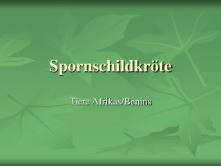 Spornschildkröte