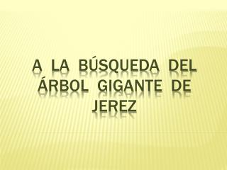 A LA BÚSQUEDA DEL ÁRBOL GIGANTE DE JEREZ