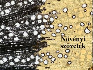 Növényi szövetek