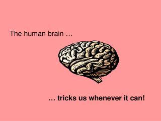 The human brain …