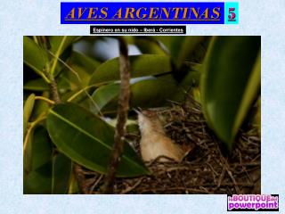 AVES ARGENTINAS