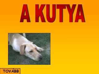 A KUTYA