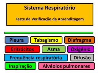 Pleura