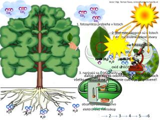 Čo potrebujú rastliny na fotosyntézu: