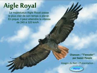 Aigle Royal